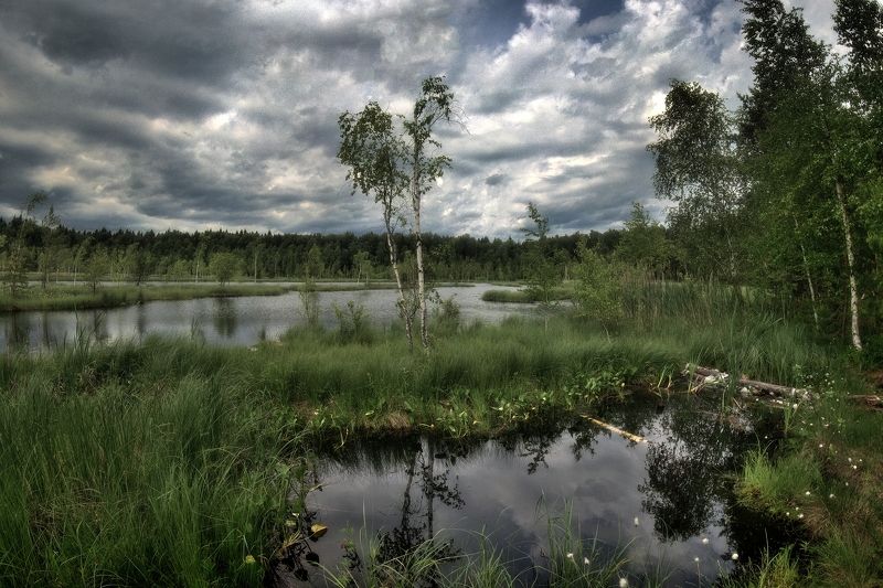 На болоте фото превью