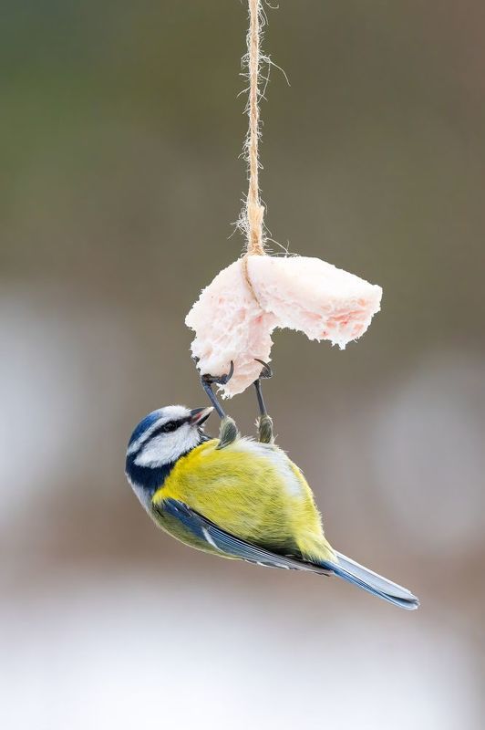 Синица, лазоревка Вкуснятина фото превью