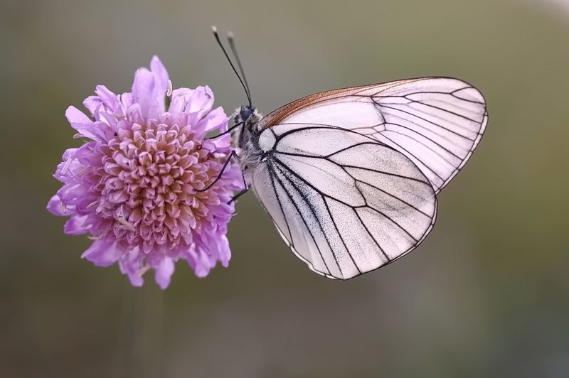 *** фото превью