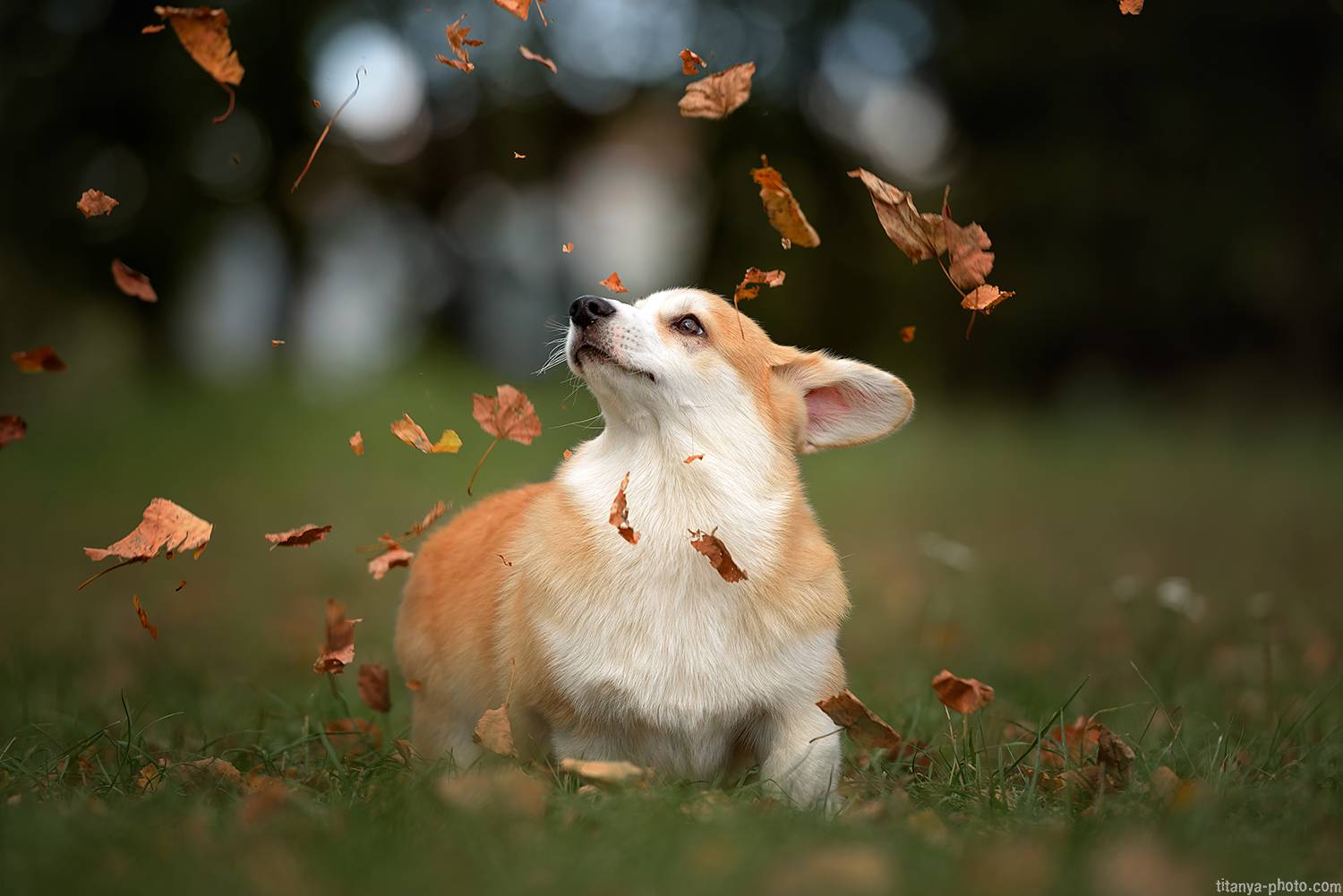 корги, щенок, листья, осень, пемброк, Анна Титова