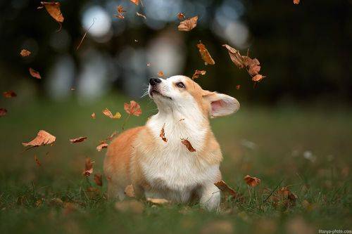 Щенок корги