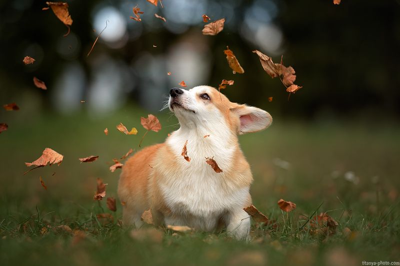 корги, щенок, листья, осень, пемброк Щенок корги фото превью
