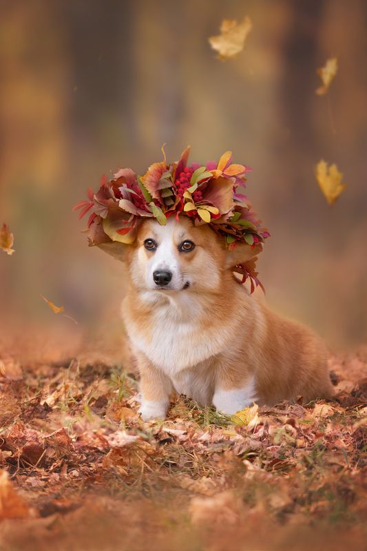 Осенняя красотка фото превью