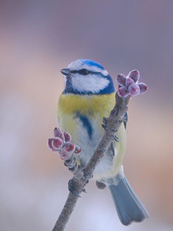 В ожидании весны. фото превью