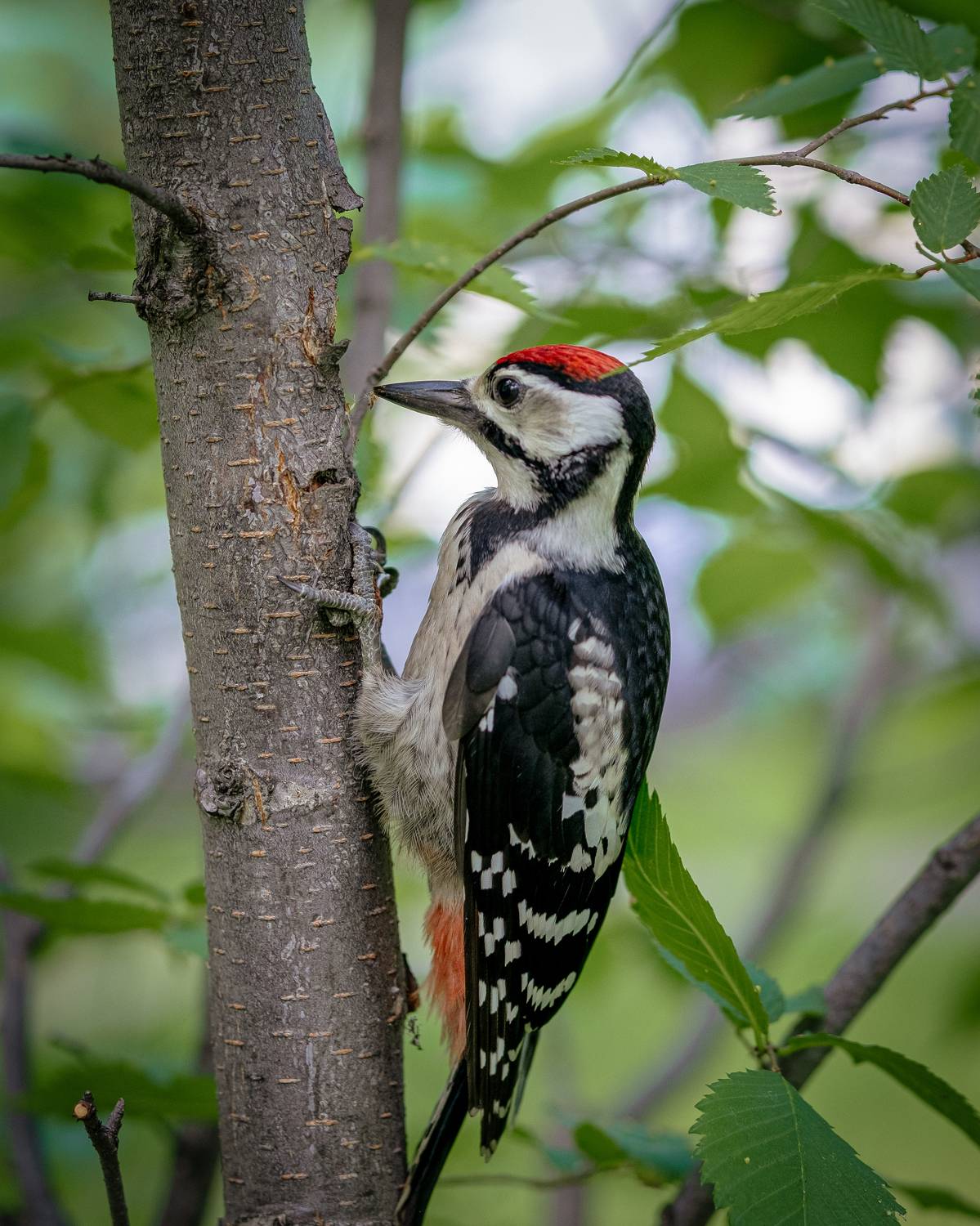 дятел, красная шапочка, дятел на ветке, зеленые листья, Наталья Максимова