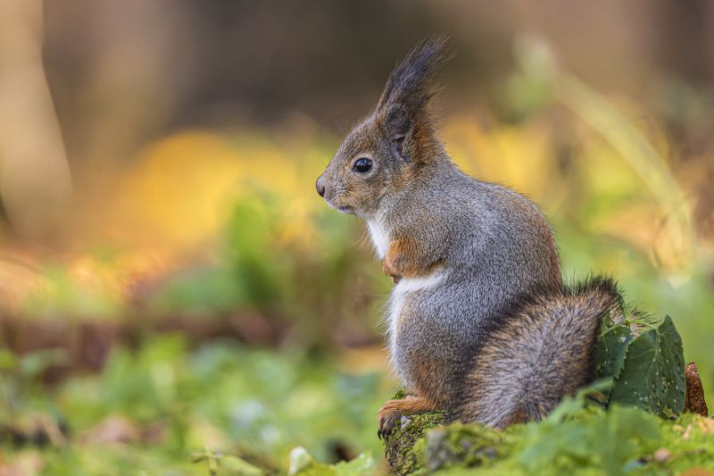 белка, белочка, осень, золотая осень Белка фото превью