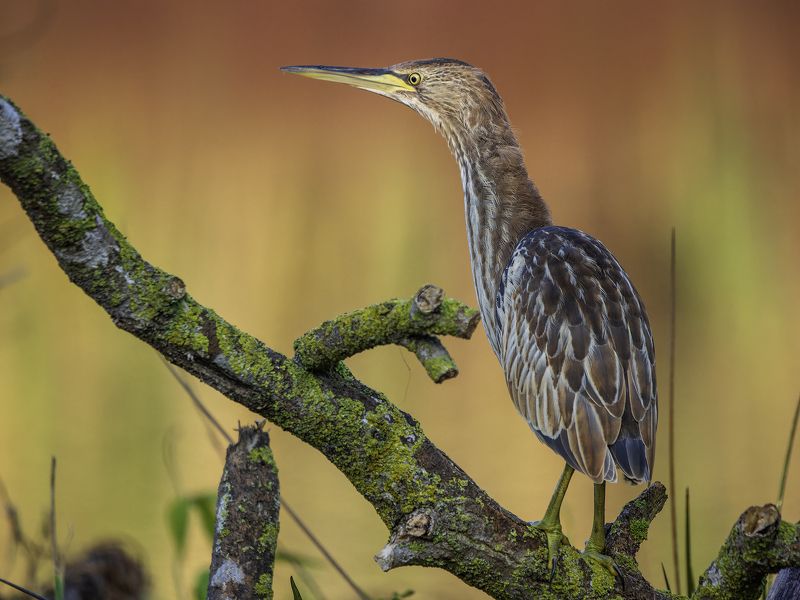 Китайская малая выпь. фото превью