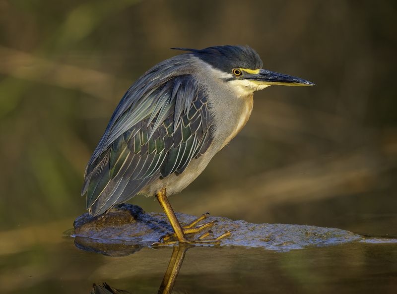 Зелёная кваква. фото превью