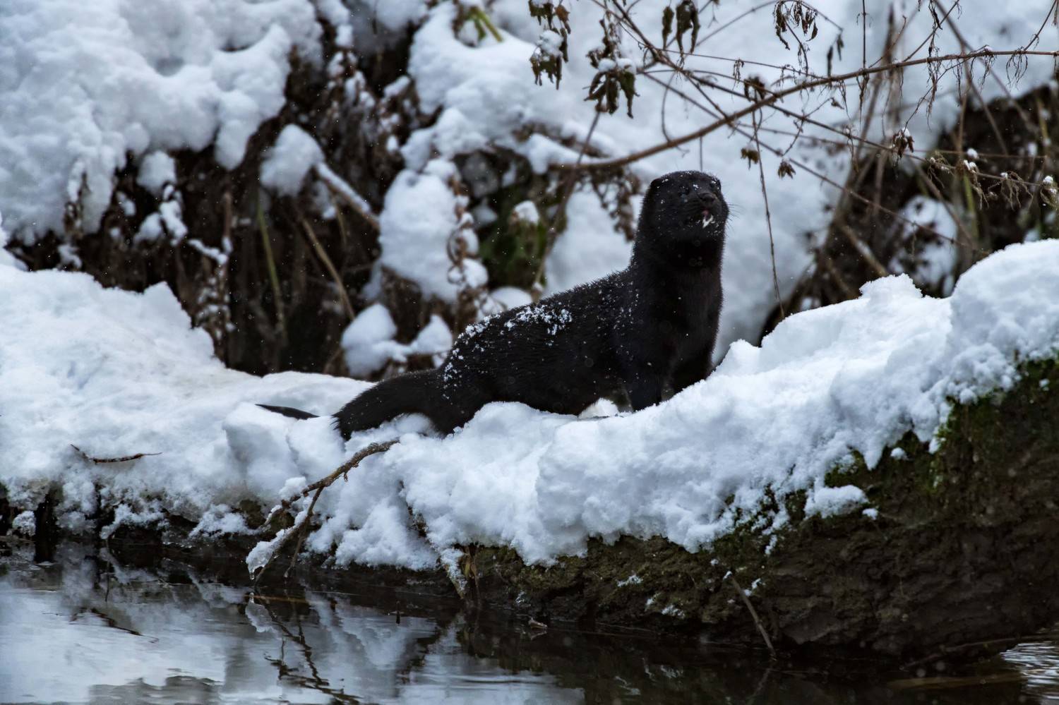 , Павел Ныриков