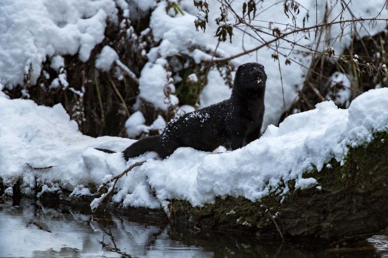 *** фото превью