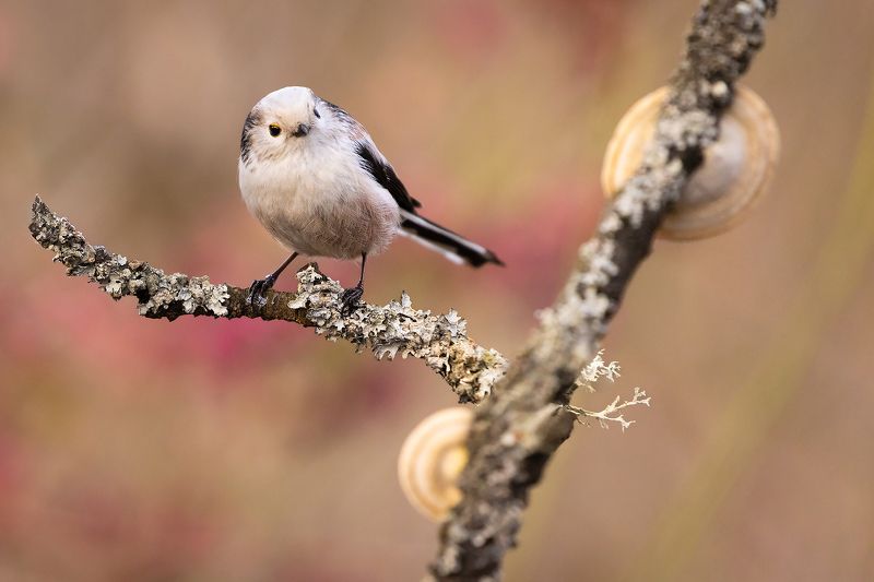 Long-tailed Ti фото превью