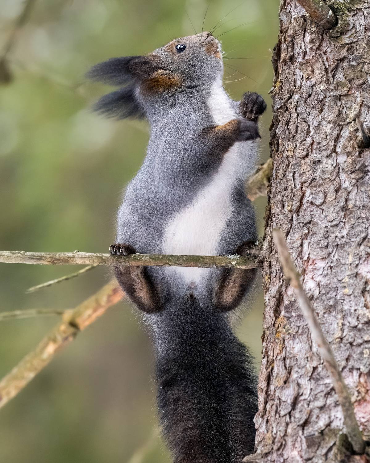 белка, белочка, животные, Дубровская Екатерина