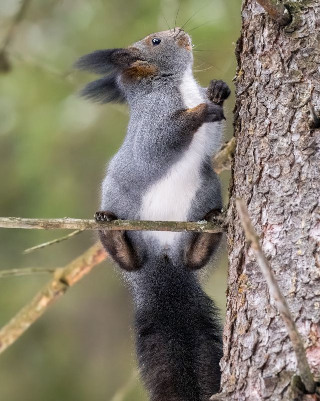 белка, белочка, животные Кокетка и воображуля)) фото превью