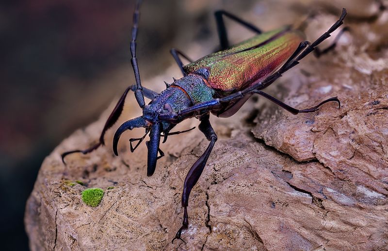 coleoptera, cerambycidae, psalidognathus superbus, усач, ilgastraublis Усач фото превью