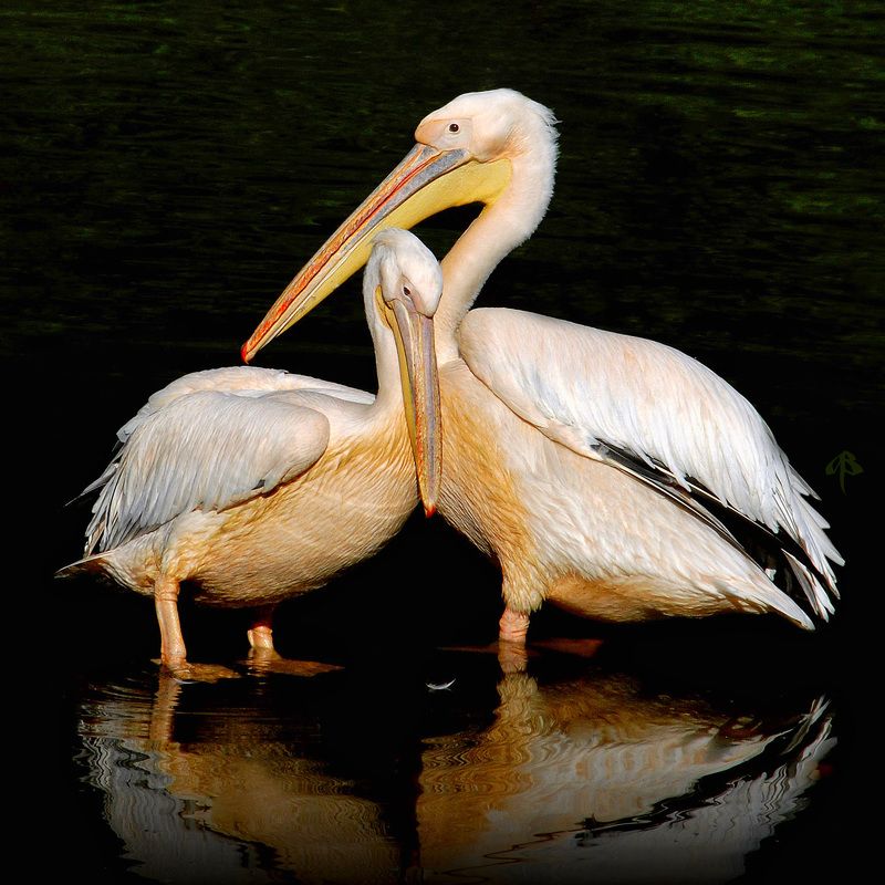 All-You-Need-is-Love фото превью