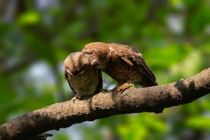 #bird #natgeo #photography #birdphotography #nature #beeeater #green #animal #wildlife #owlet Love фото превью
