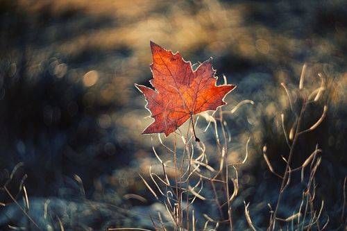 В прикрасах утреннего инея сиять...