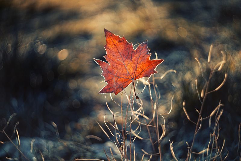 В прикрасах утреннего инея сиять... фото превью