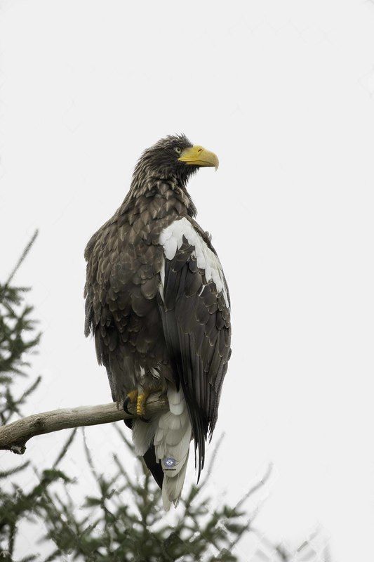 Steller\'s sea eagle фото превью