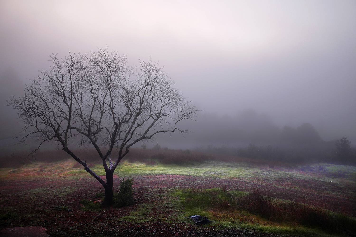 perspective, isamonov