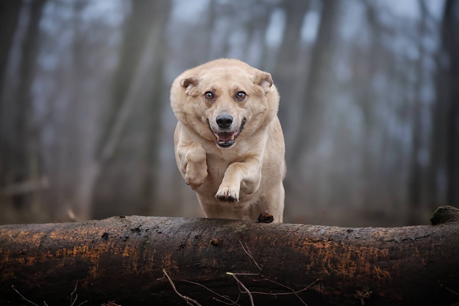 , Самусенкова Елена