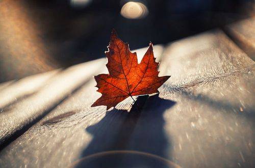 В прикрасах утреннего инея являться...