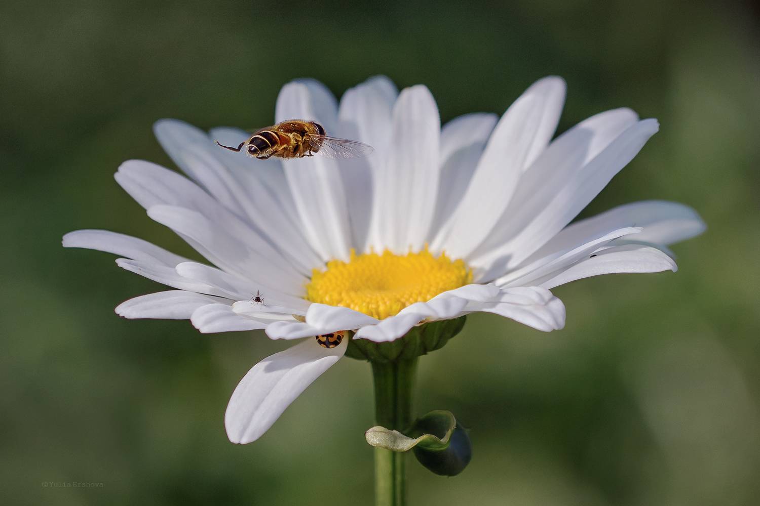ромашка, муха, журчалка, макро,  macro, Ершова Юлия