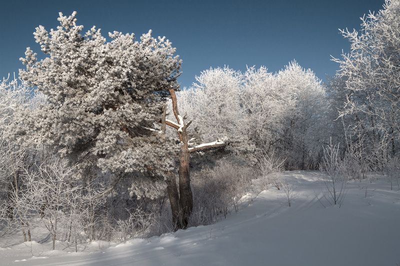 Морозный день фото превью