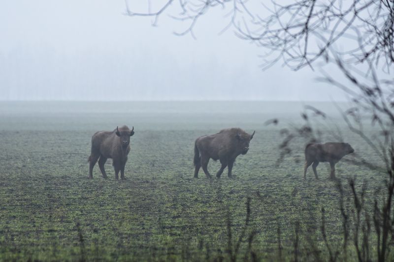 животные, природа, зубр, дикая природа, орловское полесье, wildlife, canon Встреча туманным вечером фото превью