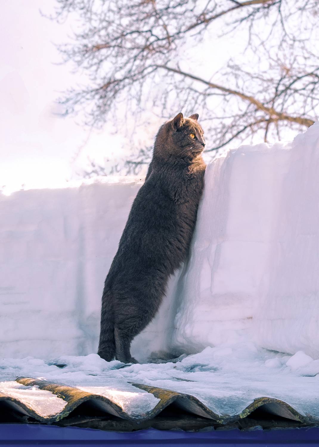 кот, снег, весна, крыша, кот на крыше, серый кот, белый, животное, природа, Наталья Максимова