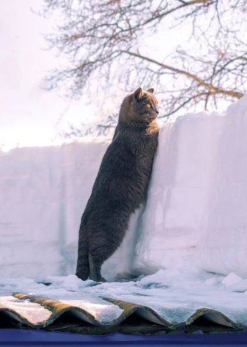 В ожидании весны