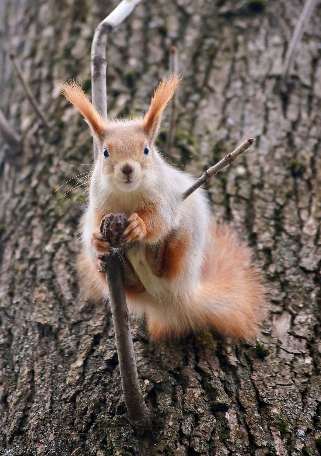 , Чепленко Алексей