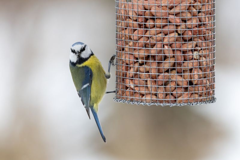 Синица, лазоревка А чего это вы тут делаете? фото превью