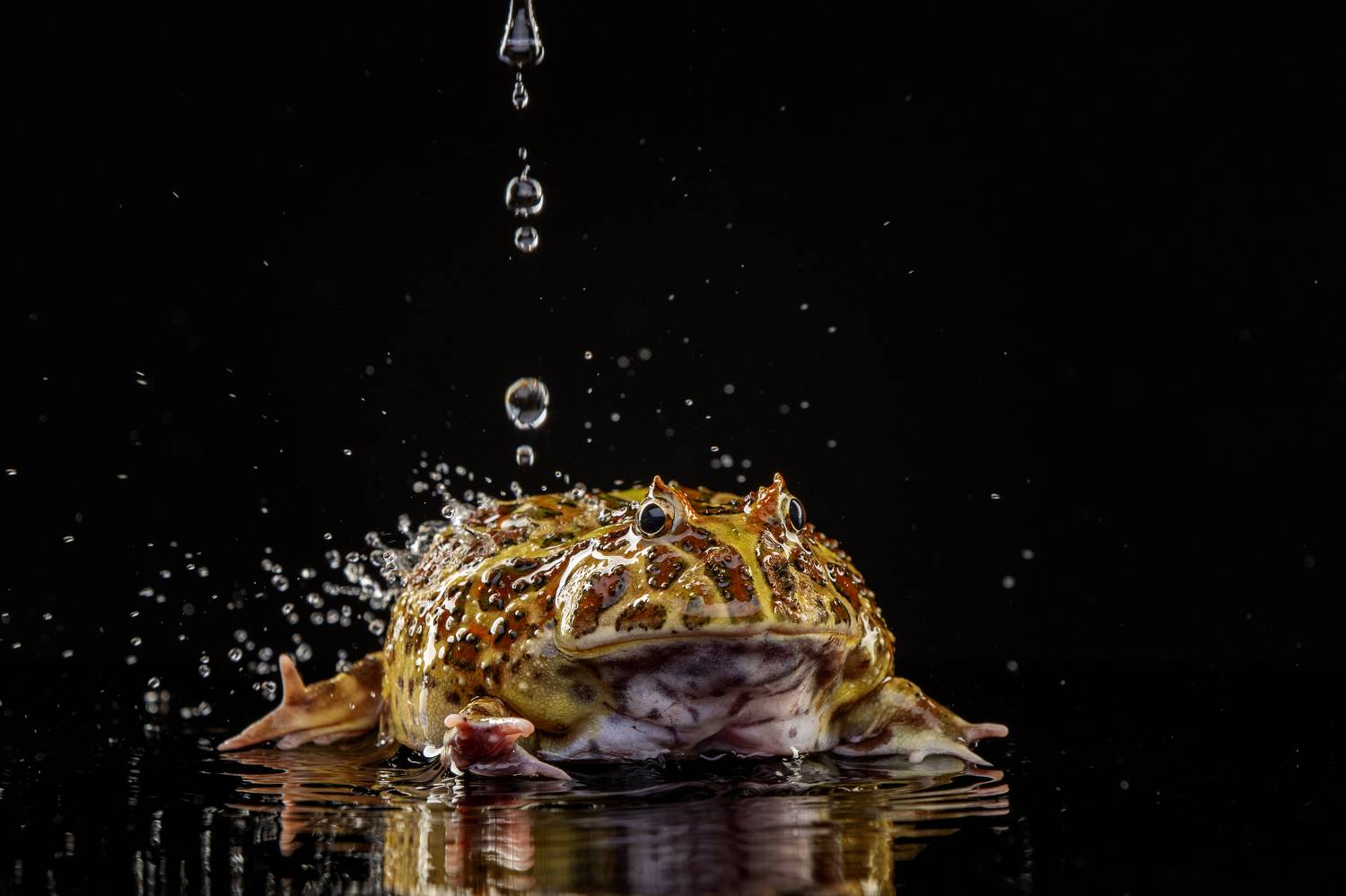 , Зубкова Юлия