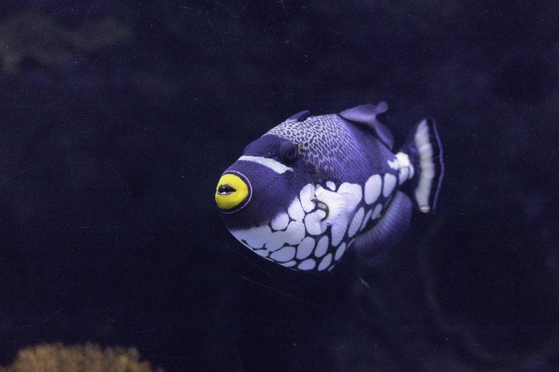 Clown triggerfish фото превью