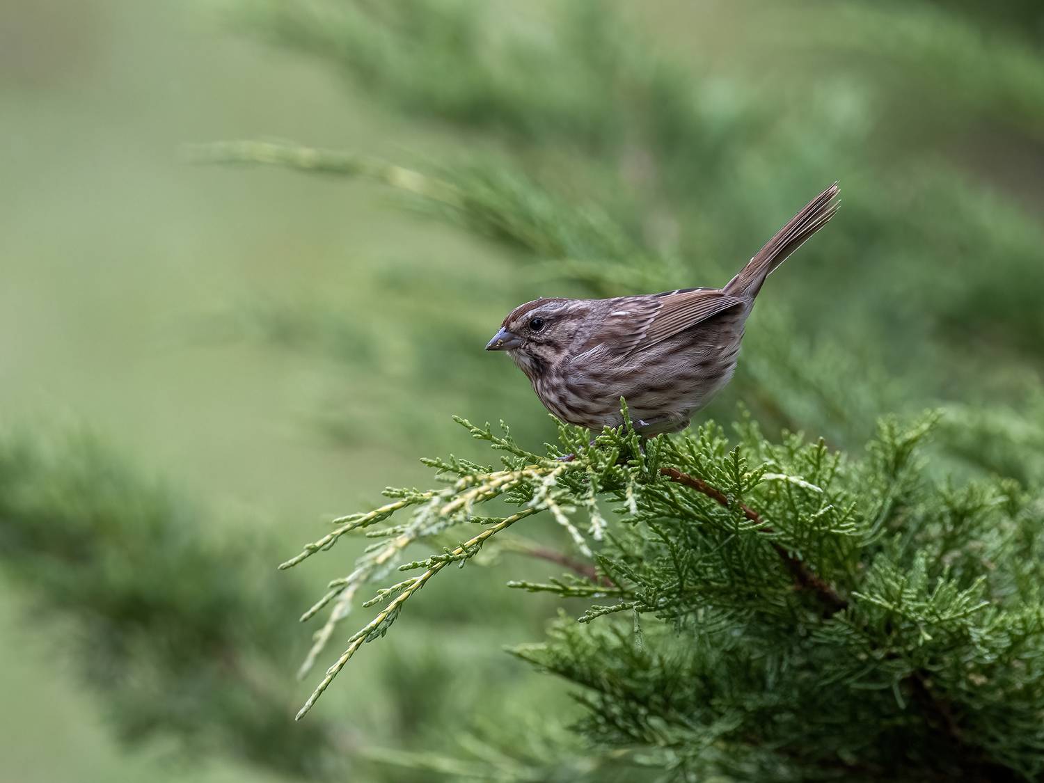 , Fernando Burgalin Sequeira
