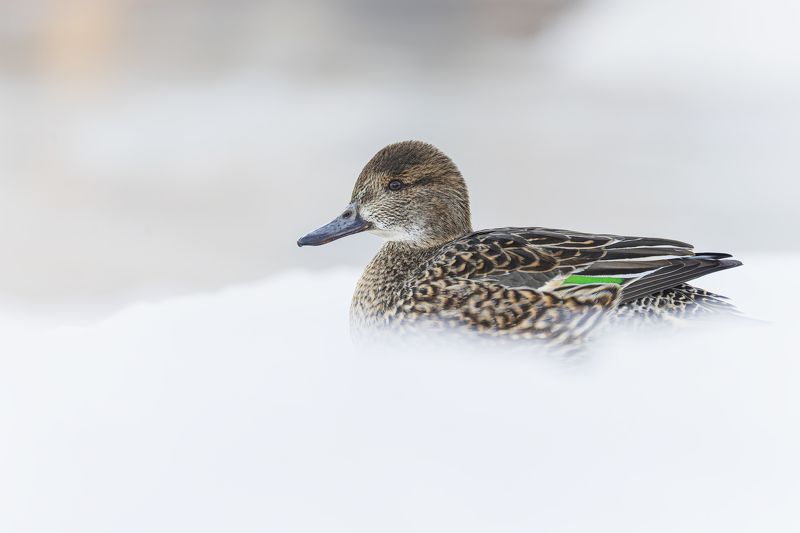 птицы, утка, чирок, свистунок, чирок-свистунок Чирок-свистунок фото превью