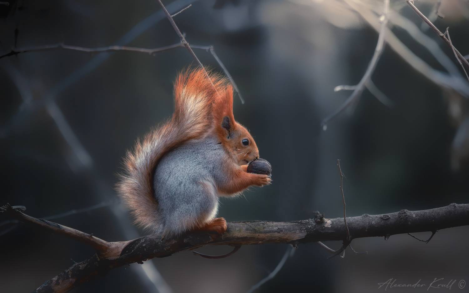 белка, Круль Александр