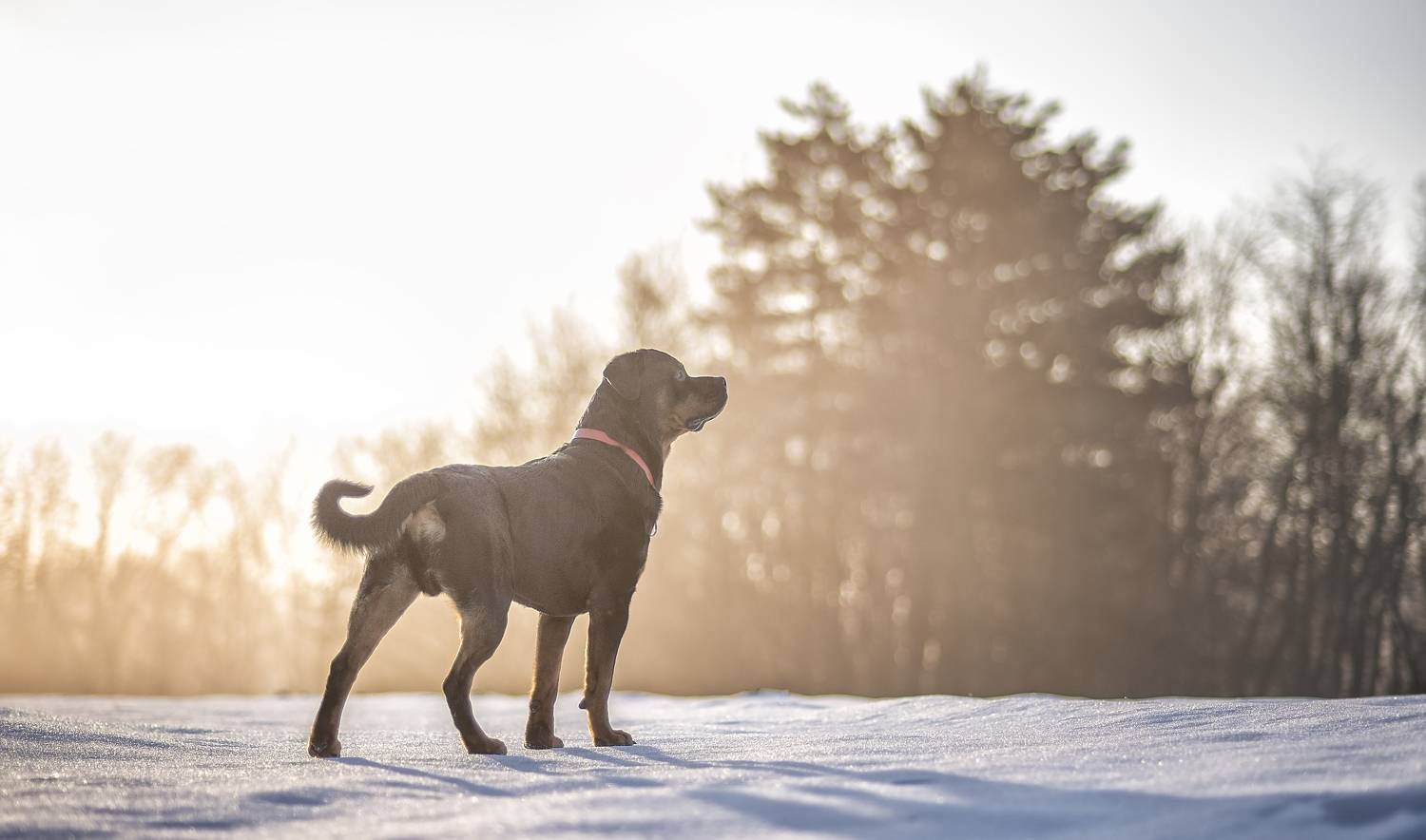, Яна Кудлай