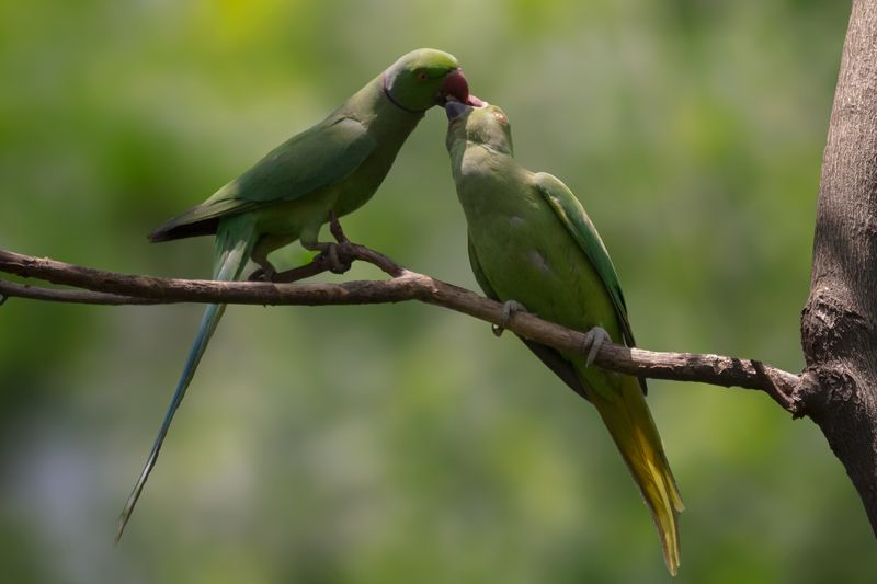 Love ( Rose-Ringed parakeet) фото превью
