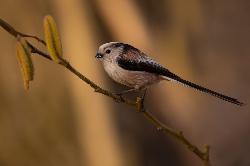 Long-tailed Ti фото превью