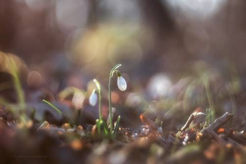 Январские подснежники⁠⁠