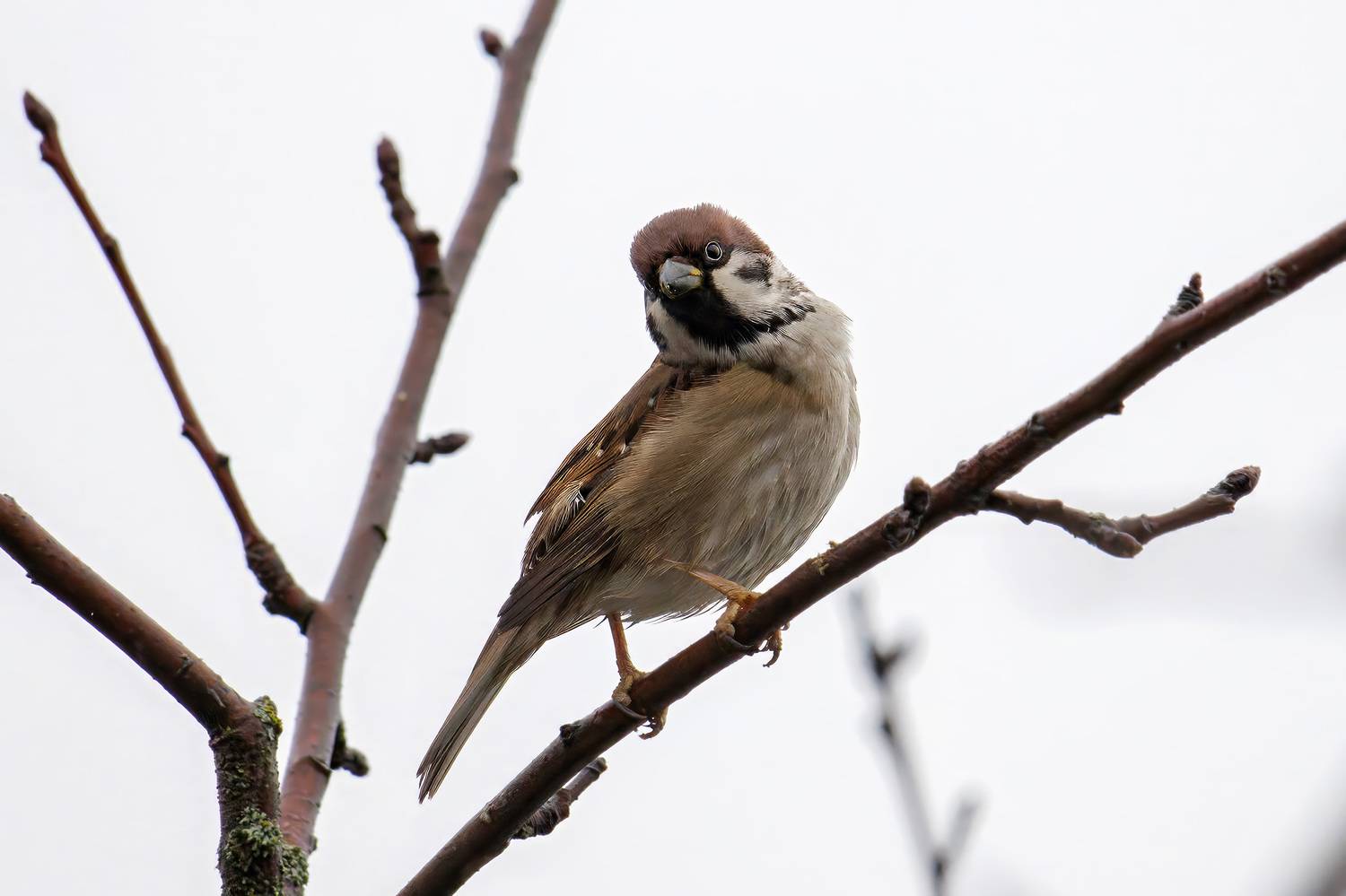 , Морозов Сергей