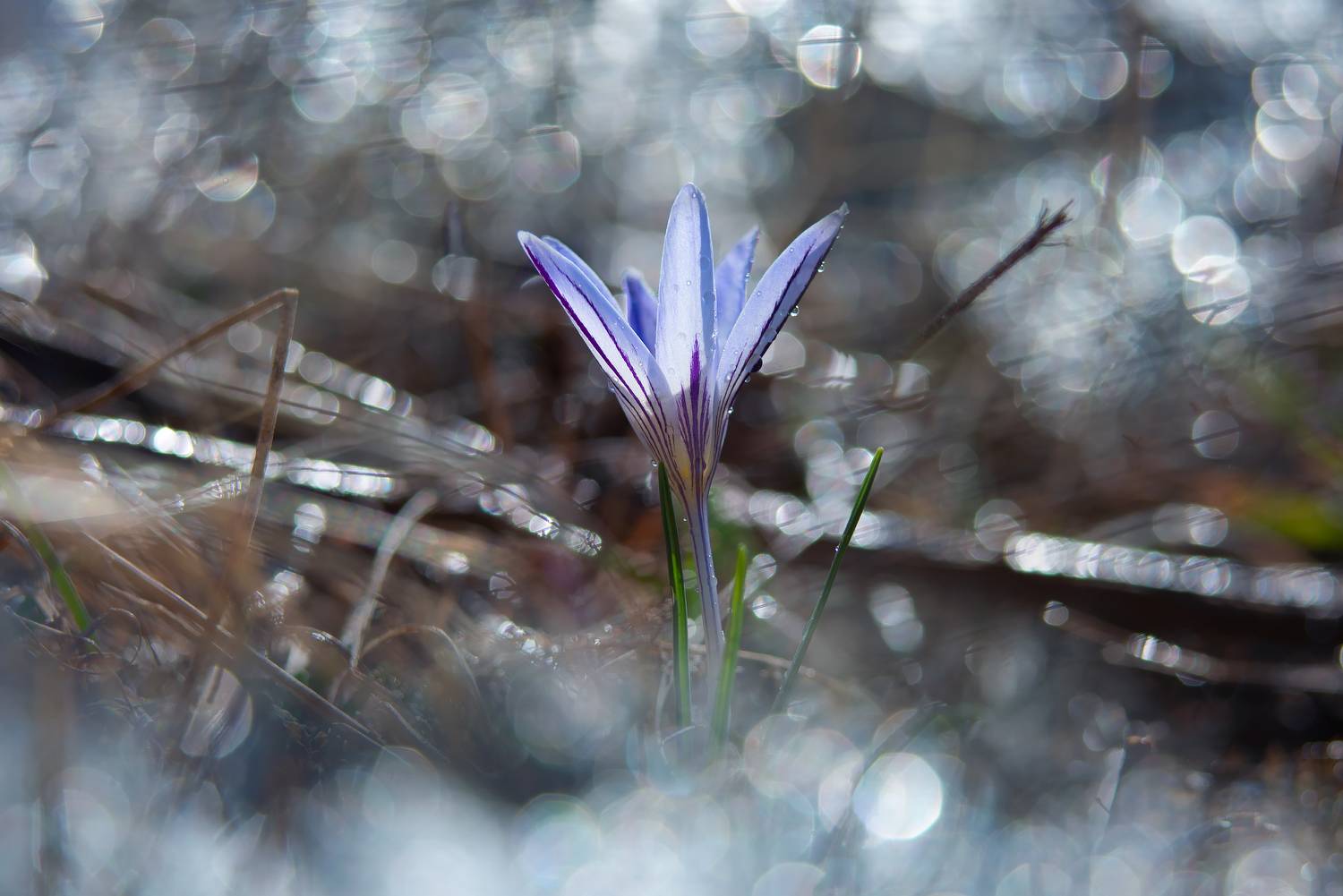 крокус,январь,цветы,макро, Елена Брежицкая
