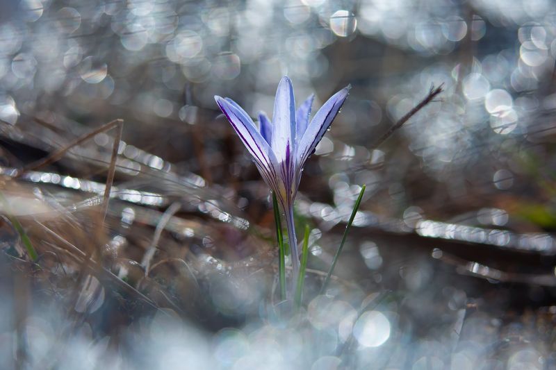 Январский крокус фото превью