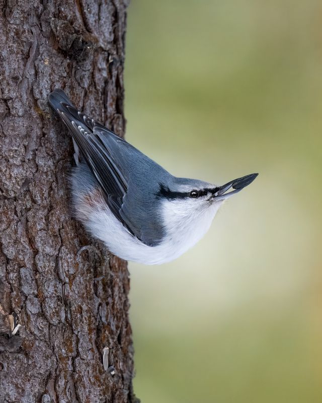 поползень, ямщик, птицы сибири, птицы Добытчик. Обыкновенный поползень, в Сибири - ямщик фото превью