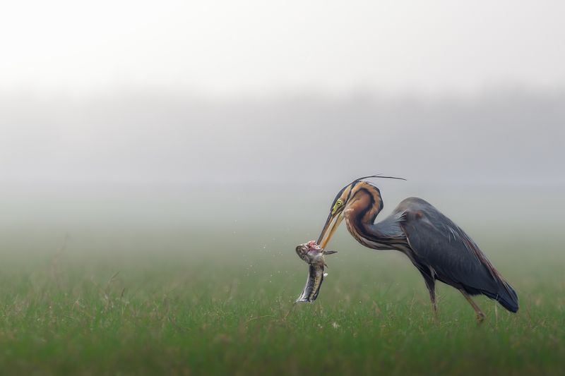 A Fishy Feast фото превью