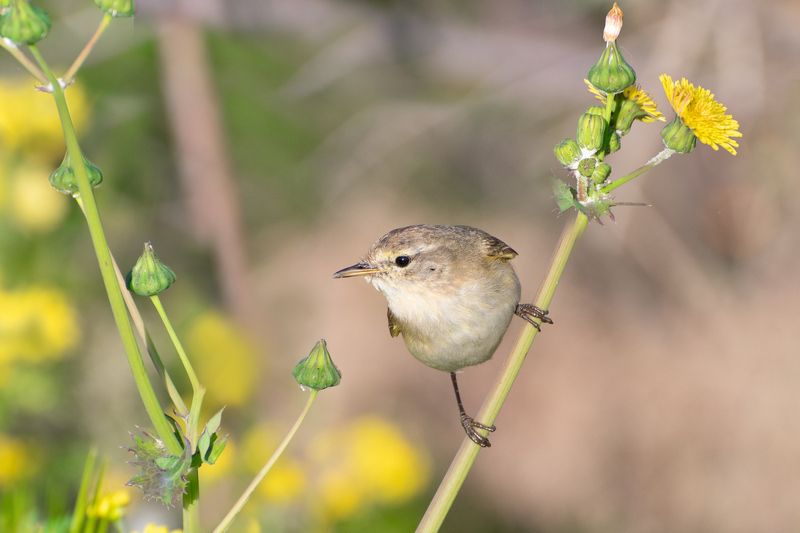 *Весна уже в пути... фото превью