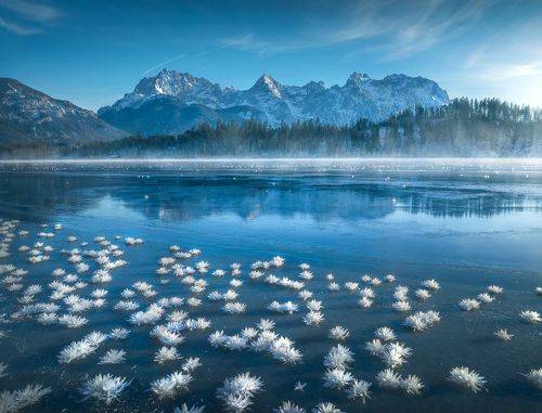 Ice Flowers