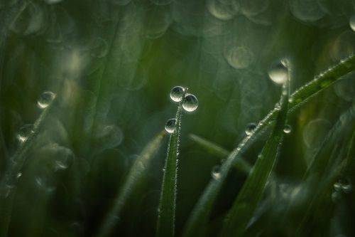 Бриллианты январских трав.